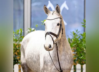 Hanoverian, Gelding, 6 years, 17 hh, Gray