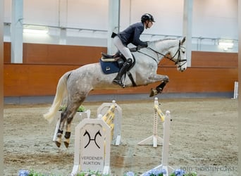 Hanoverian, Gelding, 6 years, 17 hh, Gray