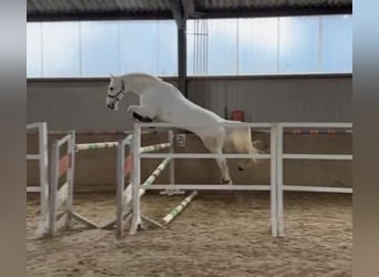 Hanoverian, Gelding, 6 years, 17 hh, White