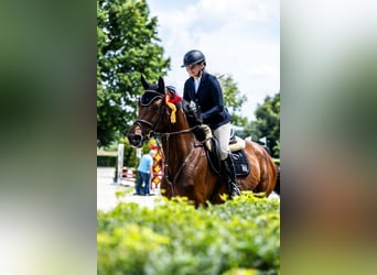 Hanoverian, Gelding, 6 years, 17,1 hh, Bay