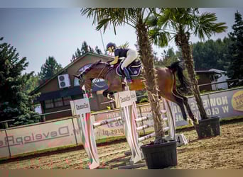 Hanoverian, Gelding, 6 years, 17,1 hh, Bay
