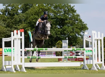 Hanoverian, Gelding, 6 years, 17,2 hh, Grey-Dapple