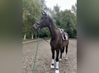 Hanoverian, Gelding, 6 years, 18.1 hh, Brown