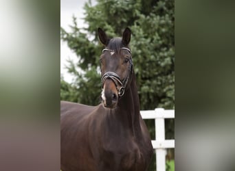 Hanoverian, Gelding, 6 years, 18 hh, Smoky-Black