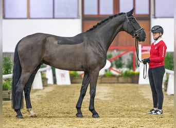 Hanoverian, Gelding, 6 years, Black