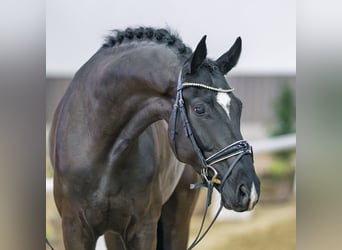 Hanoverian, Gelding, 6 years, Black