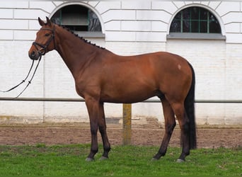Hanoverian, Gelding, 6 years, Brown