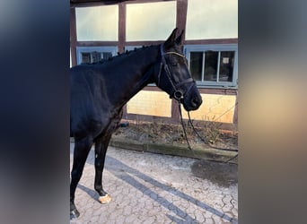 Hanoverian, Gelding, 6 years