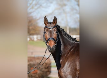 Hanoverian, Gelding, 7 years, 16.1 hh, Bay-Dark