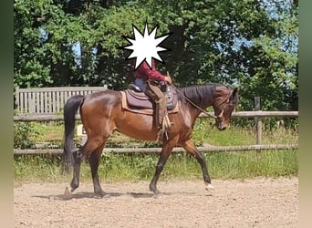 Hanoverian, Gelding, 7 years, 16.1 hh, Bay-Dark
