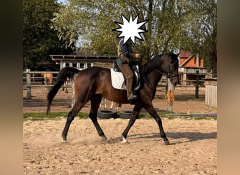 Hanoverian, Gelding, 7 years, 16.1 hh, Bay-Dark