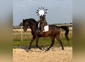 Hanoverian, Gelding, 7 years, 16.1 hh, Bay-Dark
