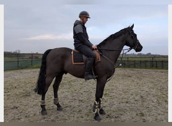 Hanoverian, Gelding, 7 years, 16.1 hh, Black