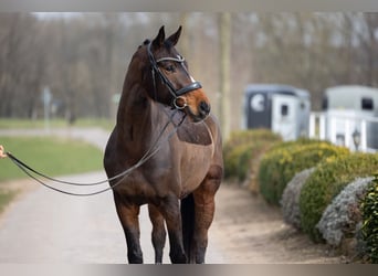 Hanoverian, Gelding, 7 years, 16.1 hh, Brown