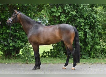 Hanoverian, Gelding, 7 years, 16.1 hh, Brown