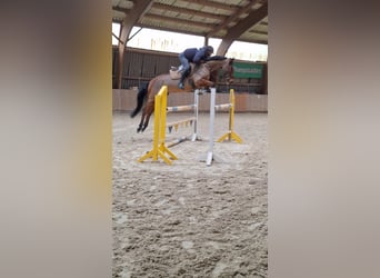 Hanoverian, Gelding, 7 years, 16.1 hh, Brown