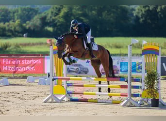 Hanoverian, Gelding, 7 years, 16.1 hh, Brown