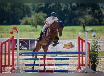 Hanoverian, Gelding, 7 years, 16.1 hh, Brown