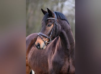 Hanoverian, Gelding, 7 years, 16.1 hh, Brown