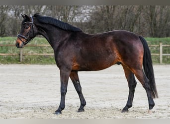 Hanoverian, Gelding, 7 years, 16.1 hh, Brown