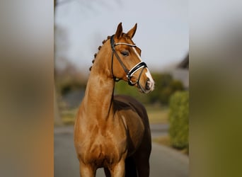 Hanoverian, Gelding, 7 years, 16.1 hh, Chestnut-Red