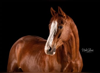 Hanoverian, Gelding, 7 years, 16.1 hh, Chestnut-Red
