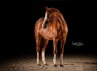 Hanoverian, Gelding, 7 years, 16.1 hh, Chestnut-Red