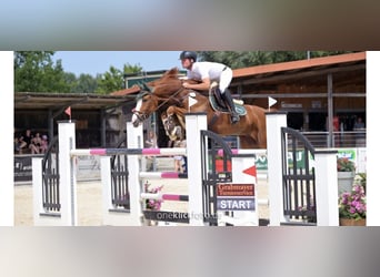 Hanoverian, Gelding, 7 years, 16.1 hh, Chestnut-Red