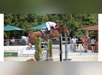 Hanoverian, Gelding, 7 years, 16.1 hh, Chestnut-Red