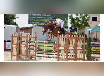 Hanoverian, Gelding, 7 years, 16.1 hh, Chestnut-Red
