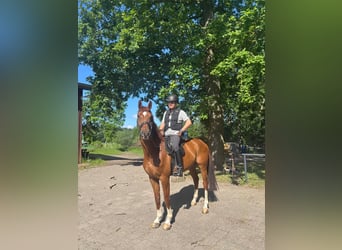 Hanoverian, Gelding, 7 years, 16.1 hh, Chestnut-Red