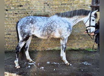 Hanoverian, Gelding, 7 years, 16.1 hh, Grey