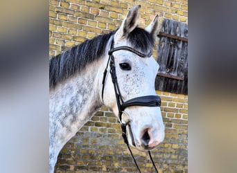 Hanoverian, Gelding, 7 years, 16.1 hh, Grey