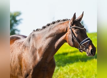 Hanoverian, Gelding, 7 years, 16.2 hh, Bay-Dark