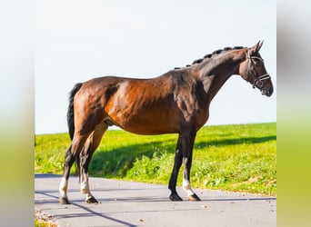 Hanoverian, Gelding, 7 years, 16.2 hh, Bay-Dark