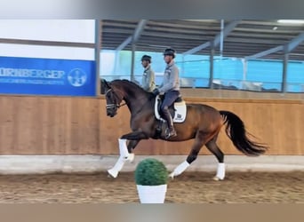 Hanoverian, Gelding, 7 years, 16.2 hh, Bay-Dark