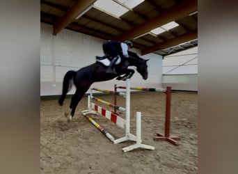 Hanoverian, Gelding, 7 years, 16.2 hh, Bay-Dark