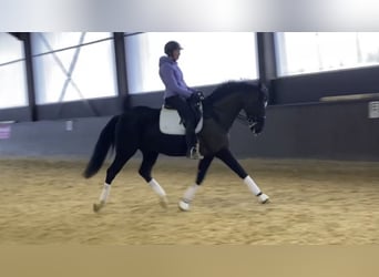 Hanoverian, Gelding, 7 years, 16,2 hh, Black