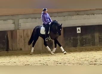 Hanoverian, Gelding, 7 years, 16,2 hh, Black