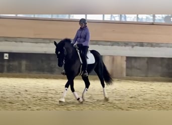 Hanoverian, Gelding, 7 years, 16,2 hh, Black