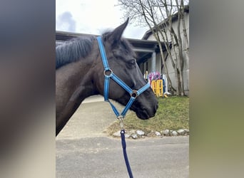 Hanoverian, Gelding, 7 years, 16,2 hh, Black