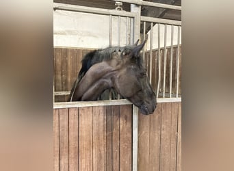 Hanoverian, Gelding, 7 years, 16,2 hh, Black