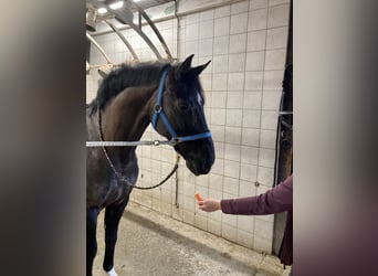 Hanoverian, Gelding, 7 years, 16,2 hh, Black