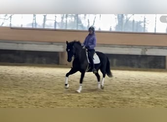 Hanoverian, Gelding, 7 years, 16,2 hh, Black