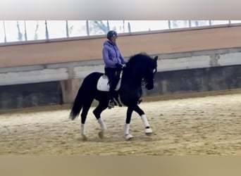 Hanoverian, Gelding, 7 years, 16,2 hh, Black