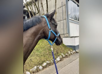 Hanoverian, Gelding, 7 years, 16,2 hh, Black