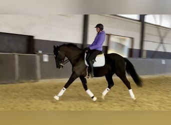 Hanoverian, Gelding, 7 years, 16,2 hh, Black