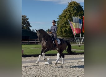 Hanoverian, Gelding, 7 years, 16.2 hh, Black