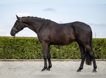 Hanoverian, Gelding, 7 years, 16.2 hh, Black