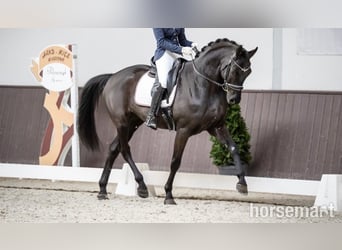 Hanoverian, Gelding, 7 years, 16.2 hh, Black
